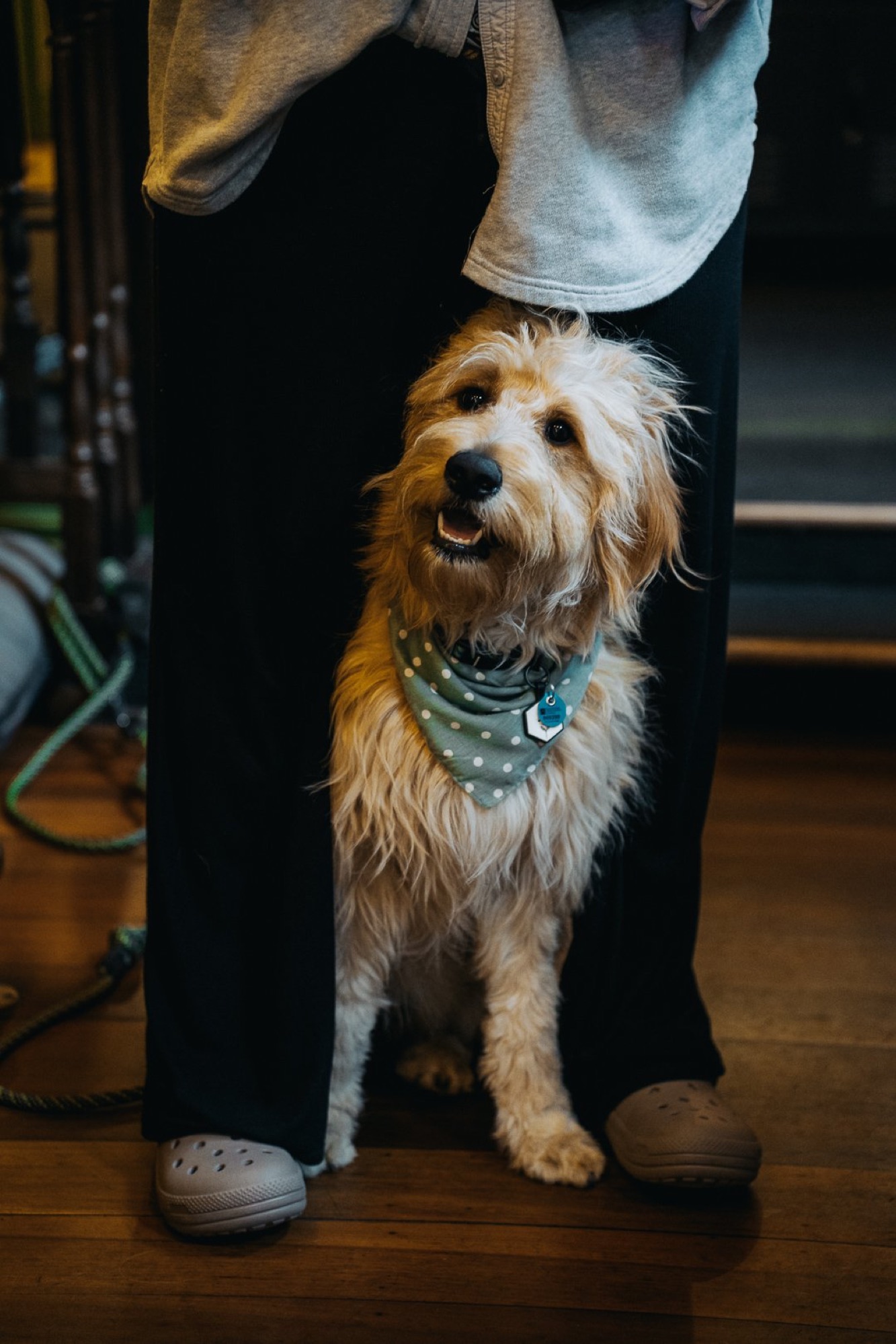 A regular's dog wearing a bandana inside The Locker Room